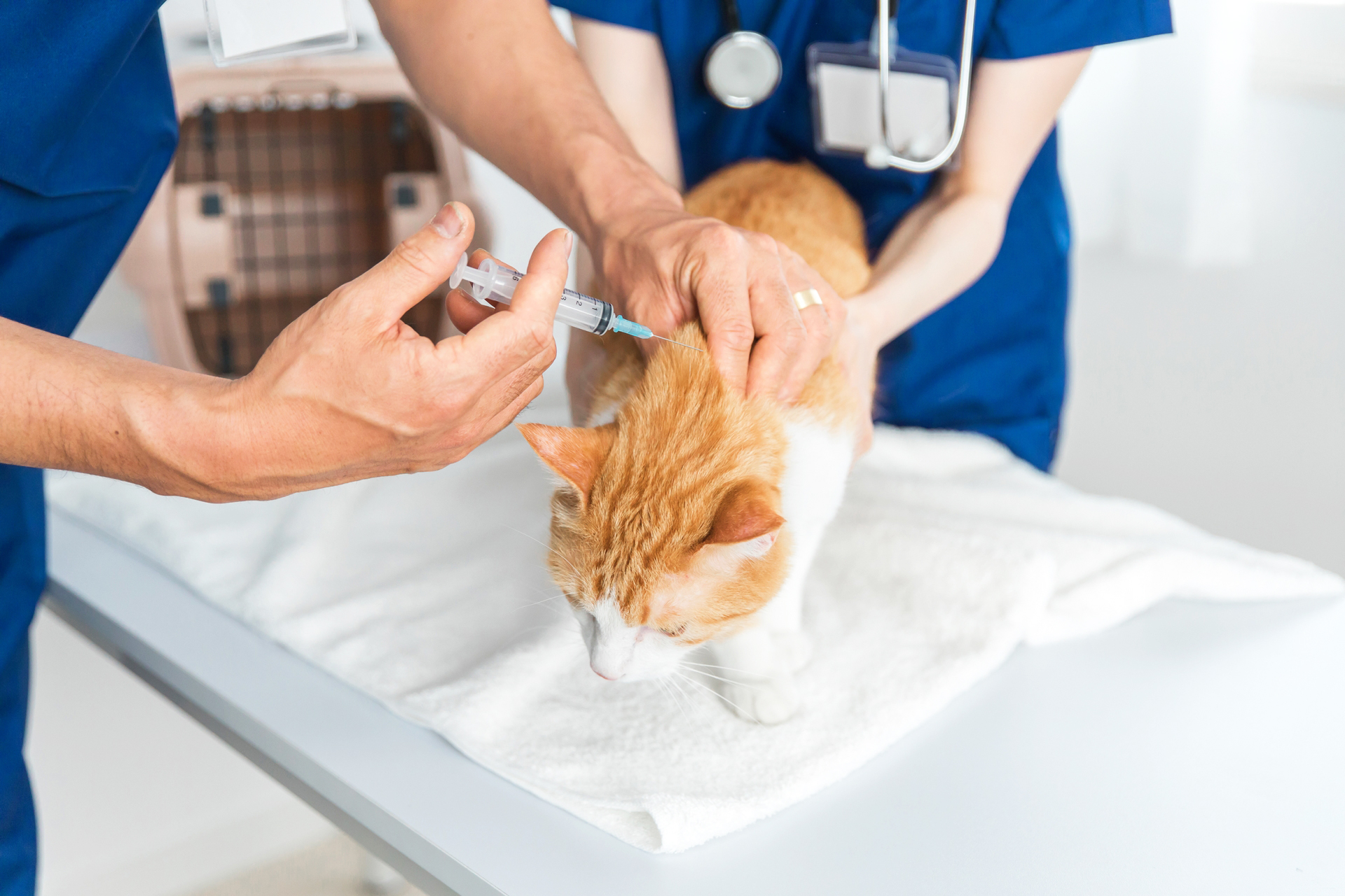 ペットリクルート