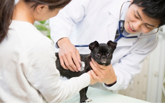 ベットエージェント